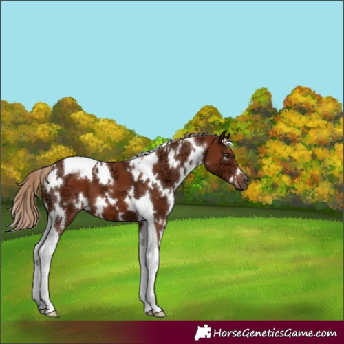 Horse Color:White Spotted Chestnut Ice Tobiano 