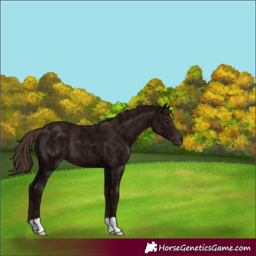 Horse Color:Liver Chestnut Ice 