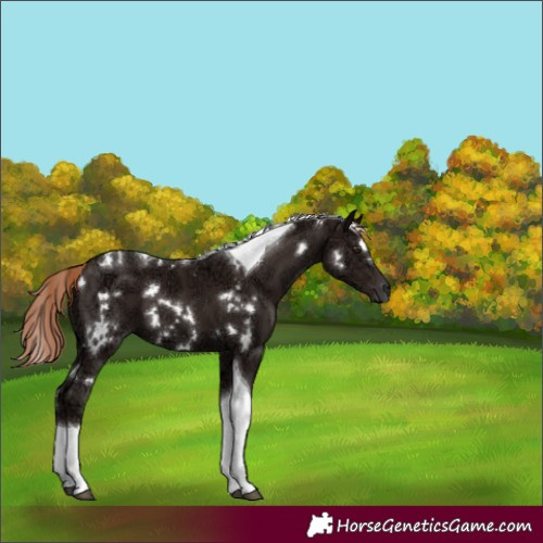 Horse Color:White Spotted Liver Chestnut Ice Tobiano 