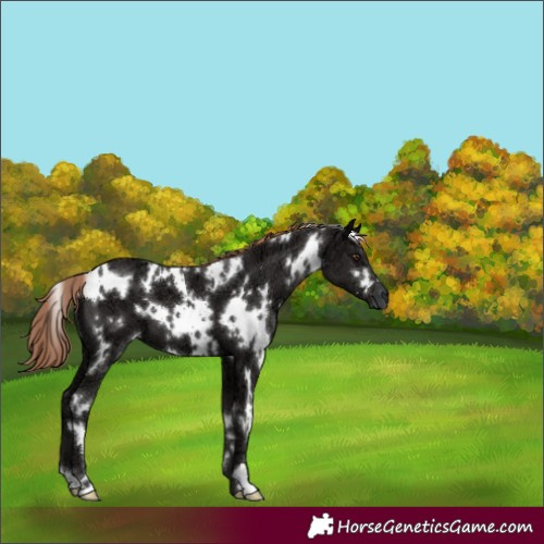 Horse Color:White Spotted Liver Chestnut Ice 