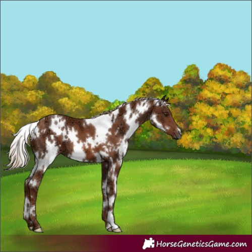 Horse Color:White Spotted Chestnut Ice 