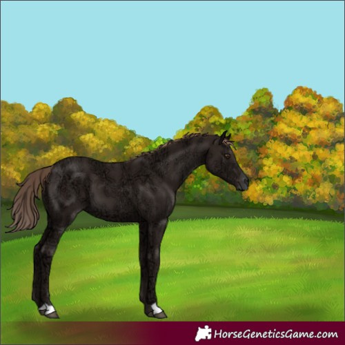 Horse Color:Liver Chestnut Ice 