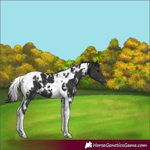 Horse Color:White Spotted Black Tobiano 