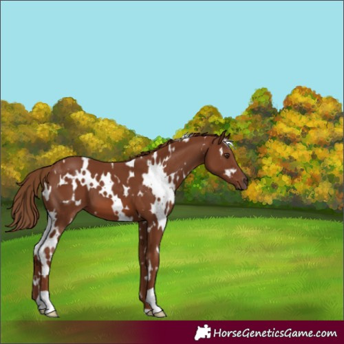 Horse Color:White Spotted Chestnut 