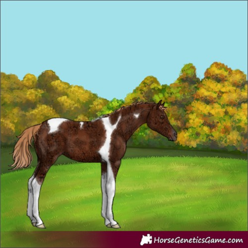 Horse Color:Chestnut Ice Tobiano 