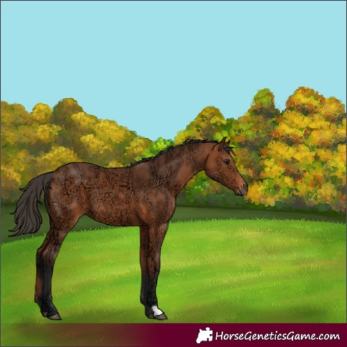 Horse Color:Bay Ice 