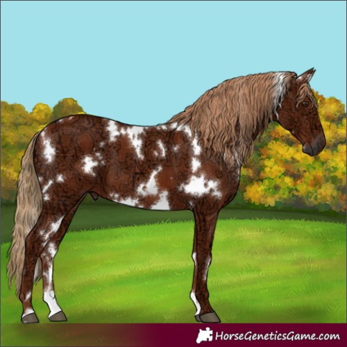 Horse Color:White Spotted Chestnut Ice 