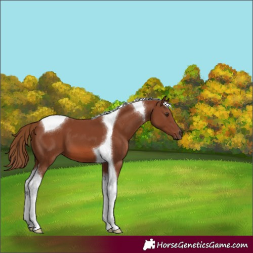 Horse Color:Chestnut Tobiano