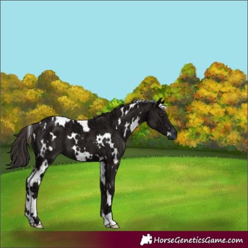 Horse Color:White Spotted Liver Chestnut Ice 