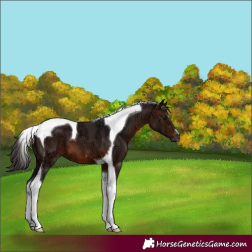 Horse Color:Brown Ice Tobiano 
