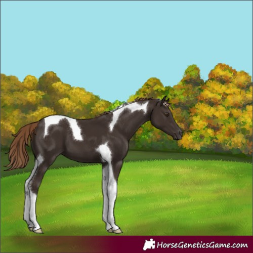 Horse Color:Liver Chestnut Tobiano 