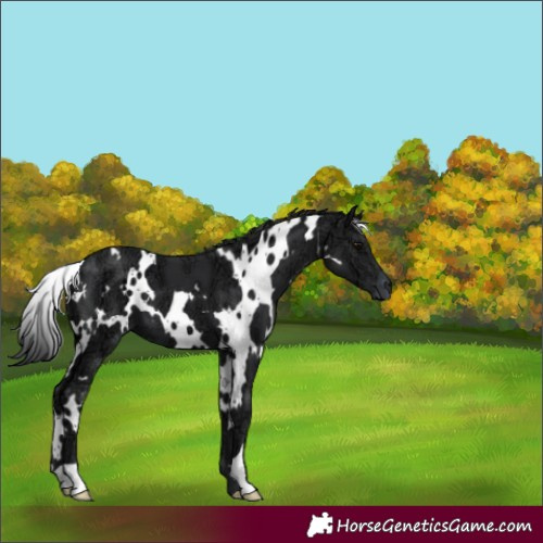 Horse Color:White Spotted Black Ice