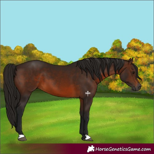 Horse Color:Gray Bay 