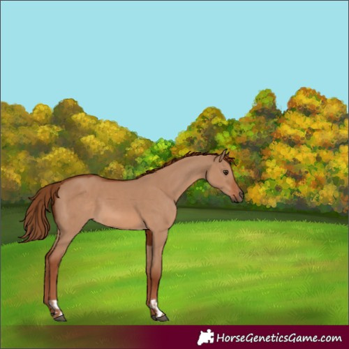 Horse Color:Red Dun  and Red Dun 