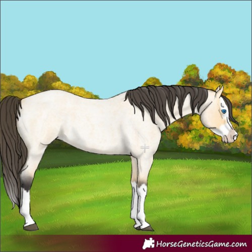 Horse Color:Buckskin Roan Dun Splash 