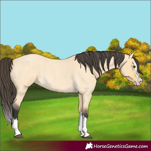 Horse Color:Buckskin Roan Dun Splash 