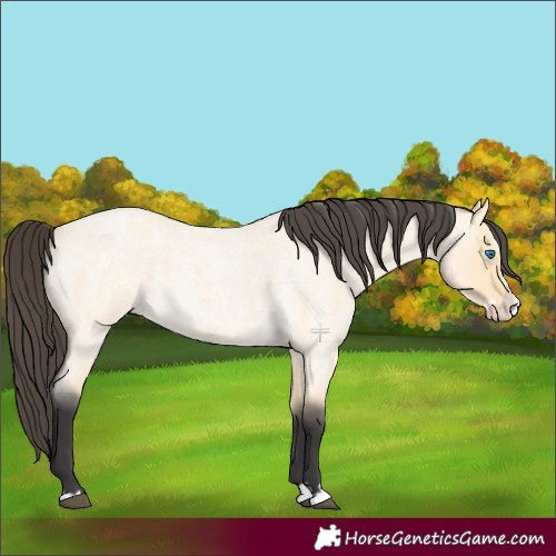 Horse Color:Buckskin Roan Dun Splash 