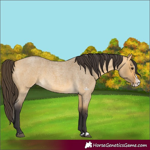 Horse Color:Buckskin Roan Dun Splash 