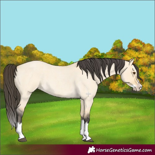 Horse Color:Buckskin Roan Dun Splash 