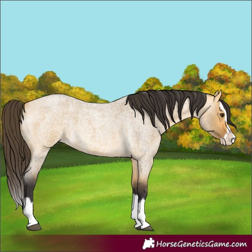 Horse Color:Buckskin Roan Dun Splash 