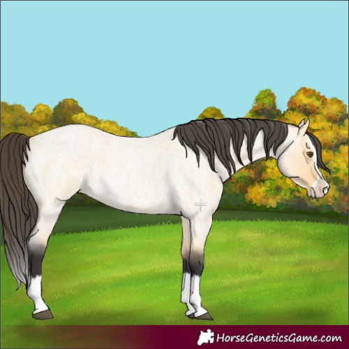Horse Color:Buckskin Roan Dun Splash 