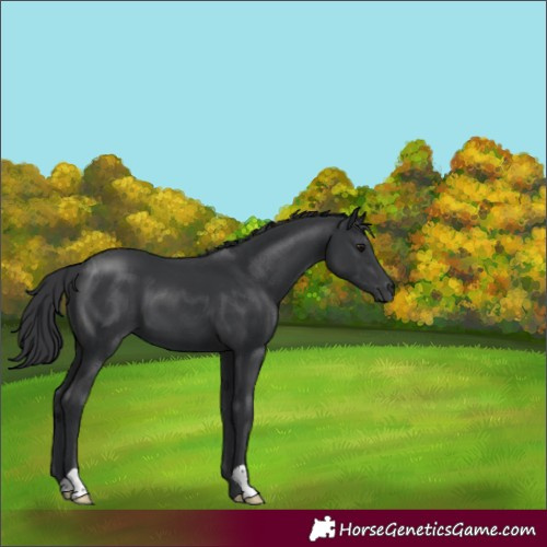 Horse Color:Black 