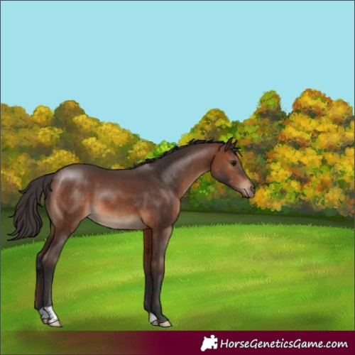 Horse Color:Brown 