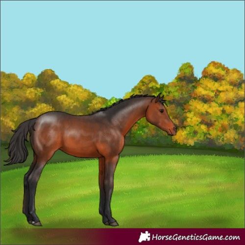 Horse Color:Brown 