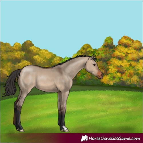 Horse Color:Brown Dun 