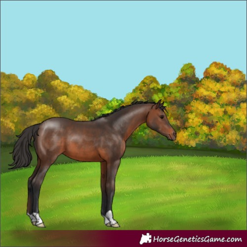 Horse Color:Brown 