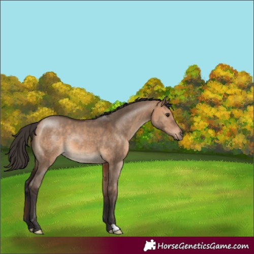 Horse Color:Bay Dun