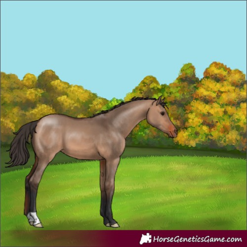 Horse Color:Bay Dun