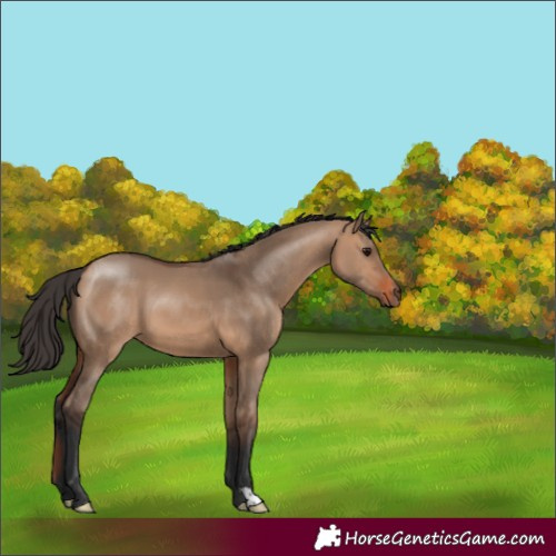 Horse Color:Bay Dun 
