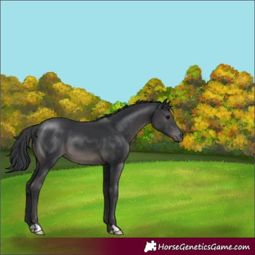Horse Color:Black 