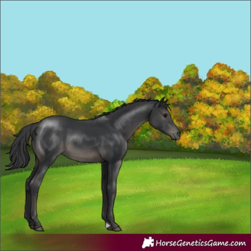 Horse Color:Black 