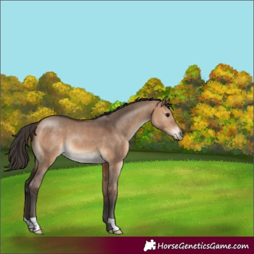 Horse Color:Bay Dun
