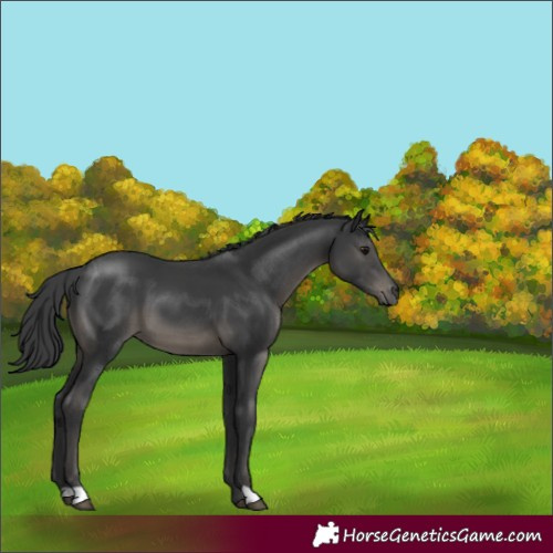 Horse Color:Black 