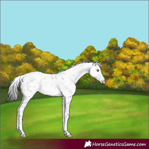Horse Color:Brown Dun Sabino Appaloosa 