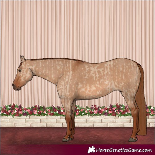 Horse Color:Red Dun and Red Dun
