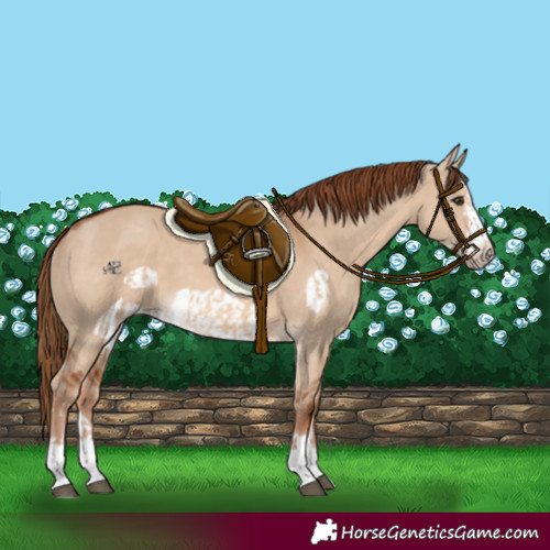 Horse Color:Red Dun and Red Dun Frame