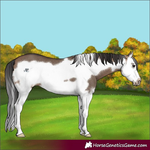 Horse Color:Brown Dun Sabino Splash Frame 