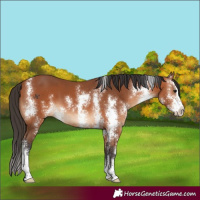 Horse Color:Bay Sabino 