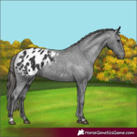 Horse Color:Black Appaloosa 