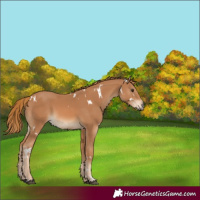 Horse Color:White Spotted Chestnut