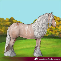 Horse Color:Powder White Silver Bay Appaloosa