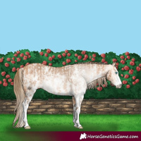 Horse Color:Perlino Sabino  and Gray Perlino Sabino 