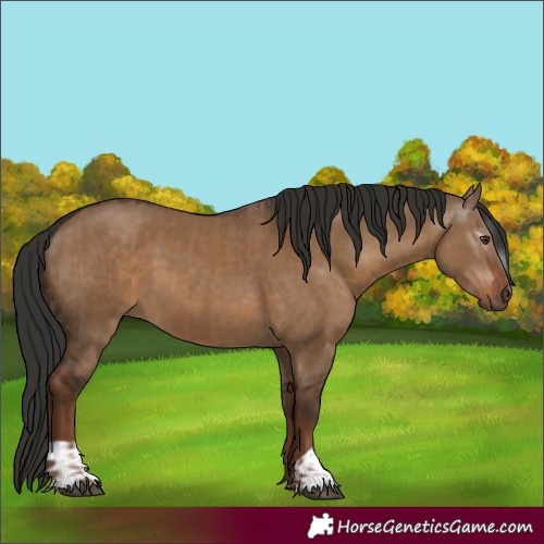 Horse Color:Liver Red Dun  and Gray Liver Red Dun 