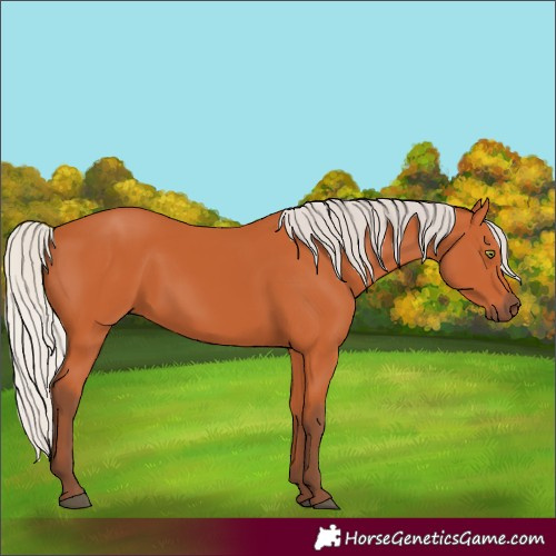 Horse Color:Silver Bay 