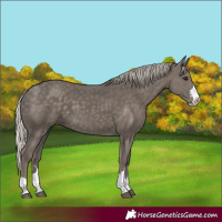 Horse Color:Silver Black 