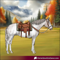 Horse Color:Silver Blue Roan Sabino Frame 